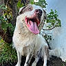 Yoshi joined the competition — help win amazing prizes! animal, canine, close_up, daylight, dirt, dog, excited, fur, grass, greenery, happy, muddy, nature, outdoor, pet, playful, sitting, smiling, tongue_out, white_wall