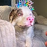 animal, birthday, brown_fur, celebration, couch, cozy, curtain, dog, fur, headband, heterochromia, home, indoor, looking_away, pet, pink_nose, relaxed, soft_lighting, white_fur, window