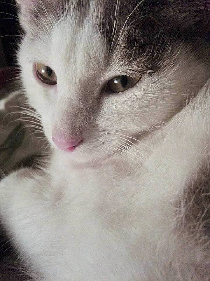 Angy participe au concours pour gagner de l'argent avec cette photo : aegean_cat, black_and_white, carnivore, cat, close_up, domestic_short_haired_cat, ear, eye, face, felidae, fur, kitten, mammal, norwegian_forest_cat, nose, ragdoll, small_to_medium_sized_cats, snout, turkish_angora, whiskers