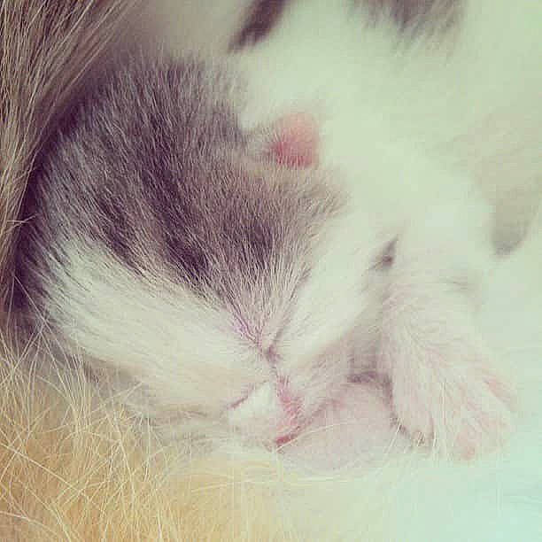 Angy participe au concours pour gagner de l'argent avec cette photo : carnivore, cat, close_up, ear, eye, felidae, fur, kitten, nap, norwegian_forest_cat, nose, paw, polydactyl_cat, skin, sky, sleep, small_to_medium_sized_cats, snout, tail, whiskers