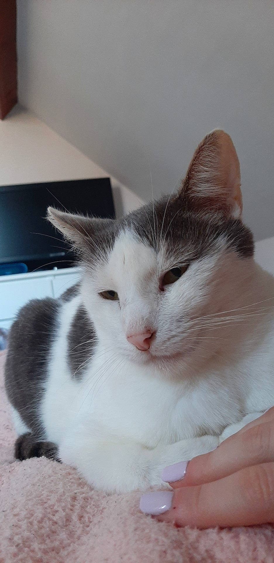 Angy participe au concours pour gagner de l'argent avec cette photo : aegean_cat, american_wirehair, carnivore, cat, domestic_short_haired_cat, european_shorthair, felidae, japanese_bobtail, kitten, mammal, small_to_medium_sized_cats, turkish_van, whiskers