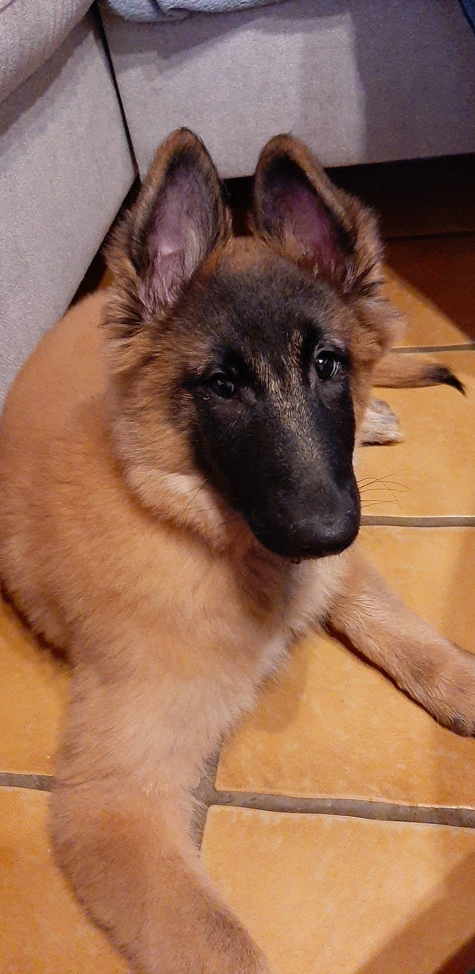 Ruby a rejoint le concours — aidez-le/la à gagner de superbes lots ! belgian_shepherd, belgian_shepherd_malinois, canidae, carnivore, dog, dog_breed, east_european_shepherd, fawn, german_shepherd_dog, king_shepherd, kunming_wolfdog, laekenois, mammal, norwegian_elkhound, old_german_shepherd_dog, shiloh_shepherd_dog, snout, tervuren, vertebrate