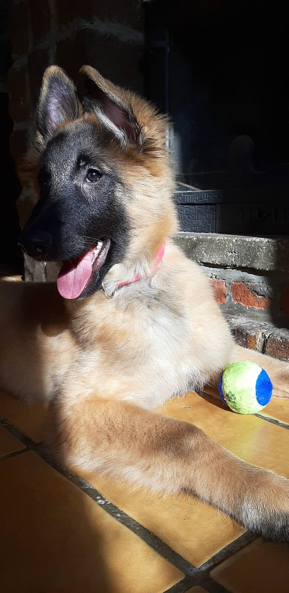 Ruby participe au concours pour gagner de l'argent avec cette photo : belgian_shepherd, belgian_shepherd_malinois, canidae, carnivore, dog, dog_breed, fawn, german_shepherd_dog, laekenois, mammal, old_german_shepherd_dog, shiloh_shepherd_dog, snout, tervuren, vertebrate