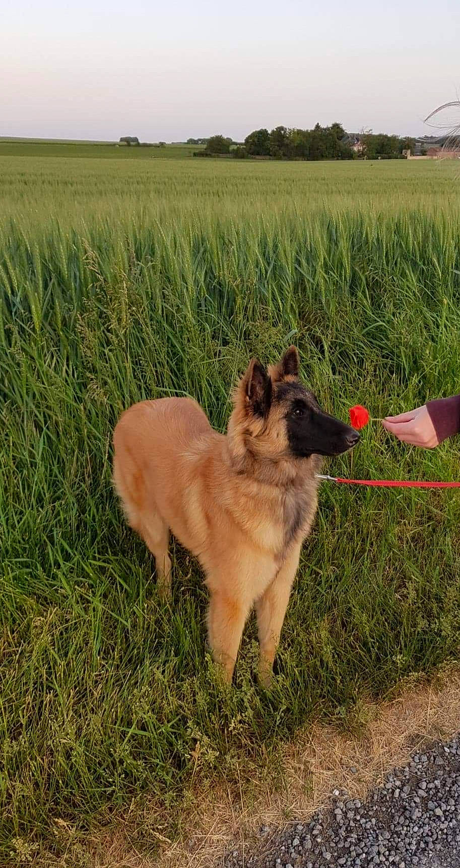 Ruby participe au concours pour gagner de l'argent avec cette photo : belgian_shepherd, belgian_shepherd_malinois, canidae, carnivore, dog, dog_breed, fawn, german_shepherd_dog, grass, herding_dog, king_shepherd, laekenois, mammal, old_german_shepherd_dog, shiloh_shepherd_dog, tervuren, vertebrate, working_dog