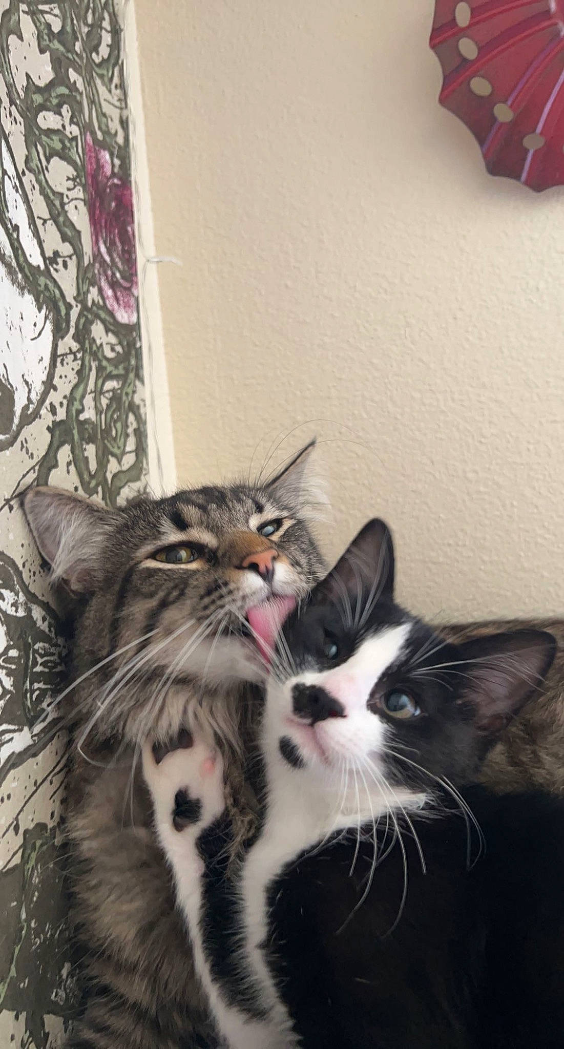 Ivee is registered to the contest to win money with this photo: carnivore, cat, claw, comfort, domestic_short_haired_cat, felidae, foot, fur, monochrome, monochrome_photography, paw, plant, sitting, small_to_medium_sized_cats, snout, tail, tree, whiskers, window