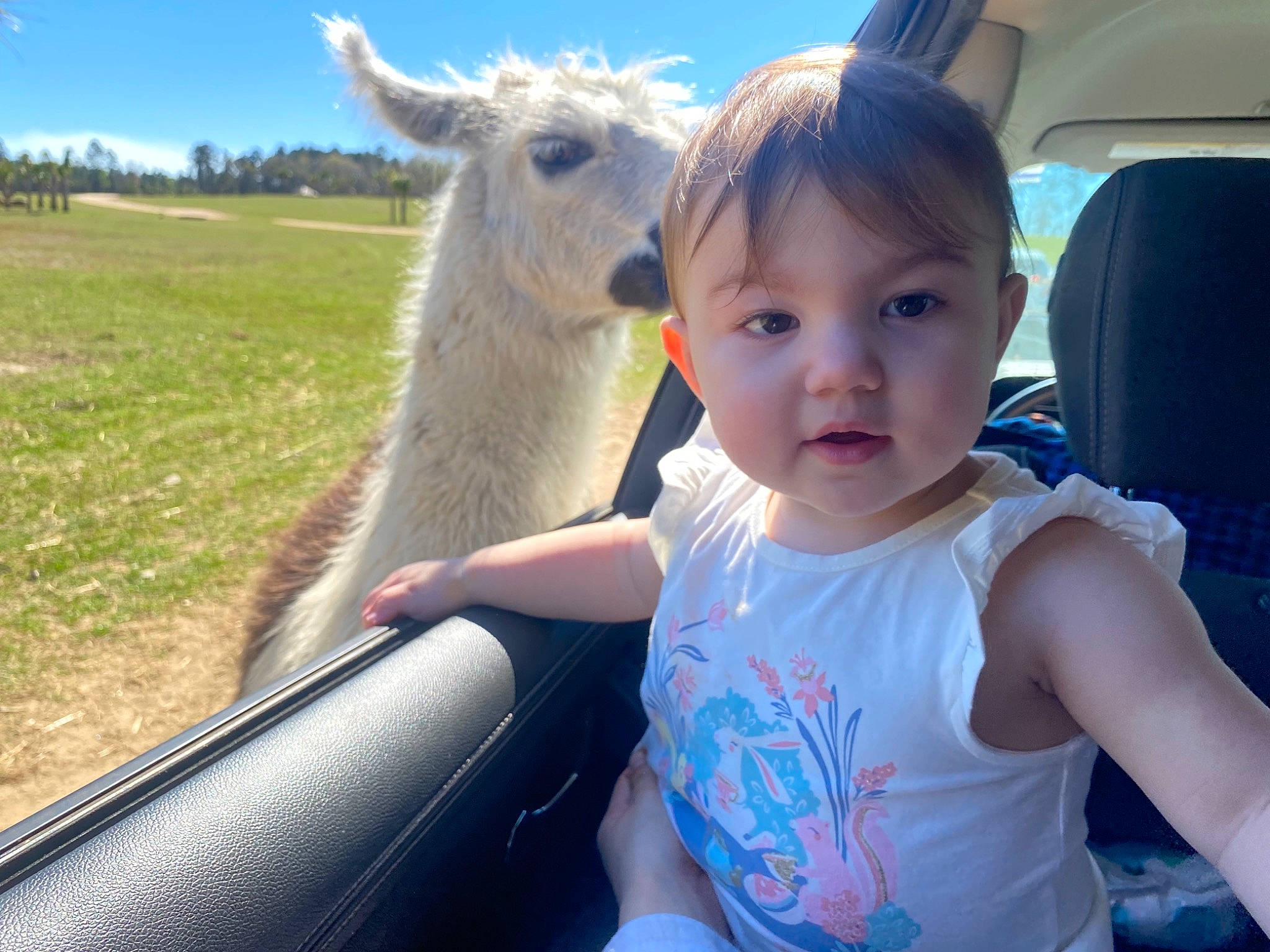 Blakely is registered to the contest to win money with this photo: alpaca, baby_toddler_clothing, blue, camelid, cool, electric_blue, fawn, fun, grass, happy, leisure, light, llama, mammal, person, sky, t_shirt, terrestrial_animal, toddler, travel