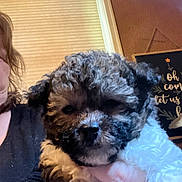 Loki Bridgeman joined the competition — help win amazing prizes! animal, brown, close_up, cozy, curly_hair, cute, decor, dog, face, fur, furry, hand, holding, indoor, person, pet, puppy, sign, white, window_blind