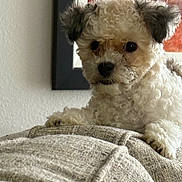 Loki joined the competition — help win amazing prizes! animal, beige_couch, brown_ears, close_up, companion, curious, curly_fur, cute, dog, domestic, fluffy, furniture, indoor, looking, pet, portrait, relaxed, resting, small_dog, texture