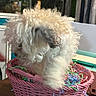 animal, background_blur, basket, closeup, container, curly_hair, cute, decor, dog, fluffy, furry, home, indoor, pet, pink, shredded_paper, small_dog, soft, table, white