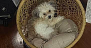 Loki joined the competition — help win amazing prizes! animal, comfort, cozy, curious, cushion, cute, dog, fluffy, furniture, hanging_chair, home, indoor, paw, pet, relaxed, resting, small_dog, white, wicker, wooden_floor