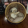 animal, comfort, cozy, curious, cushion, cute, dog, fluffy, furniture, hanging_chair, home, indoor, paw, pet, relaxed, resting, small_dog, white, wicker, wooden_floor
