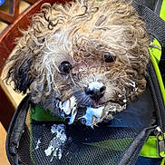 Loki is registered to the contest to win money with this photo: dog, curly_hair, foam, mouth, pet_carrier, mesh, close_up, brown, black, fur, animal, cute, messy, indoor, snout, eyes, canine, playful, tongue, expression