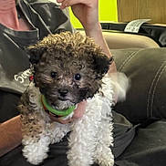Loki joined the competition — help win amazing prizes! puppy, dog, curly_fur, pet, animal, cute, indoor, person, hand, couch, leather, green_wall, collar, sitting, fur, small_dog, brown, white, face, eyes