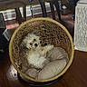 Loki joined the competition — help win amazing prizes! animal, cozy, curious, cushion, cute, dog, domestic, fluffy, furniture, hanging_chair, home, indoor, pet, relaxed, resting, seat, small_dog, white, wooden_floor, woven_chair