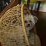 Loki joined the competition — help win amazing prizes! animal, basket_chair, brown, closeup, cozy, curious, cute, dog, fluffy_dog, furniture, home, indoor, pattern, peeking, pet, small_dog, texture, white, wicker_chair, wooden_floor