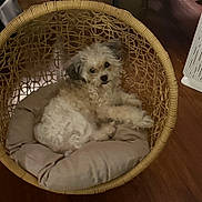 Loki is registered to the contest to win money with this photo: animal, comfort, companion, cozy, curious, curly_fur, cushion, cute, dog, fluffy, furniture, home, indoor, looking, pet, relaxed, resting, small_dog, wicker_chair, wooden_floor