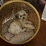 animal, comfort, companion, cozy, curious, curly_fur, cushion, cute, dog, fluffy, furniture, home, indoor, looking, pet, relaxed, resting, small_dog, wicker_chair, wooden_floor
