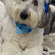 Missy is registered to the contest to win money with this photo: dog, white_fur, blue_bandana, blue_bow, fluffy, pet, indoor, blanket, resting, cute, closeup, portrait, animal, fur, domestic_animal, looking_at_camera, cozy, soft_texture, face, nose