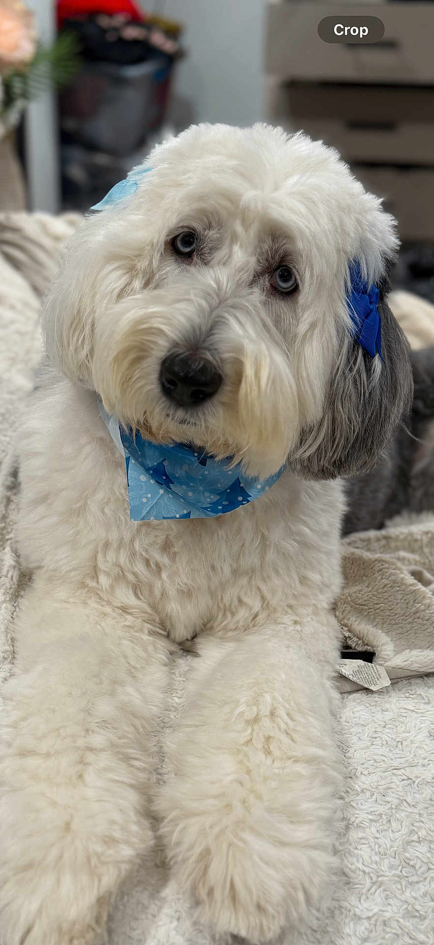 Missy is registered to the contest to win money with this photo: dog, white_fur, blue_bandana, blue_bow, fluffy, pet, indoor, blanket, resting, cute, closeup, portrait, animal, fur, domestic_animal, looking_at_camera, cozy, soft_texture, face, nose