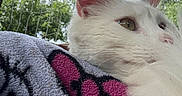 Snowball is registered to the contest to win money with this photo: animal, black, blanket, calm, cat, close_up, cozy, fur, greenery, netting, outdoor, pattern, pet, pink, portrait, resting, side_view, sky, white_cat, window