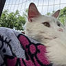 Snowball is registered to the contest to win money with this photo: cat, white_cat, close_up, blanket, pink, black, pattern, netting, window, outdoor, sky, greenery, fur, animal, pet, resting, calm, cozy, portrait, side_view