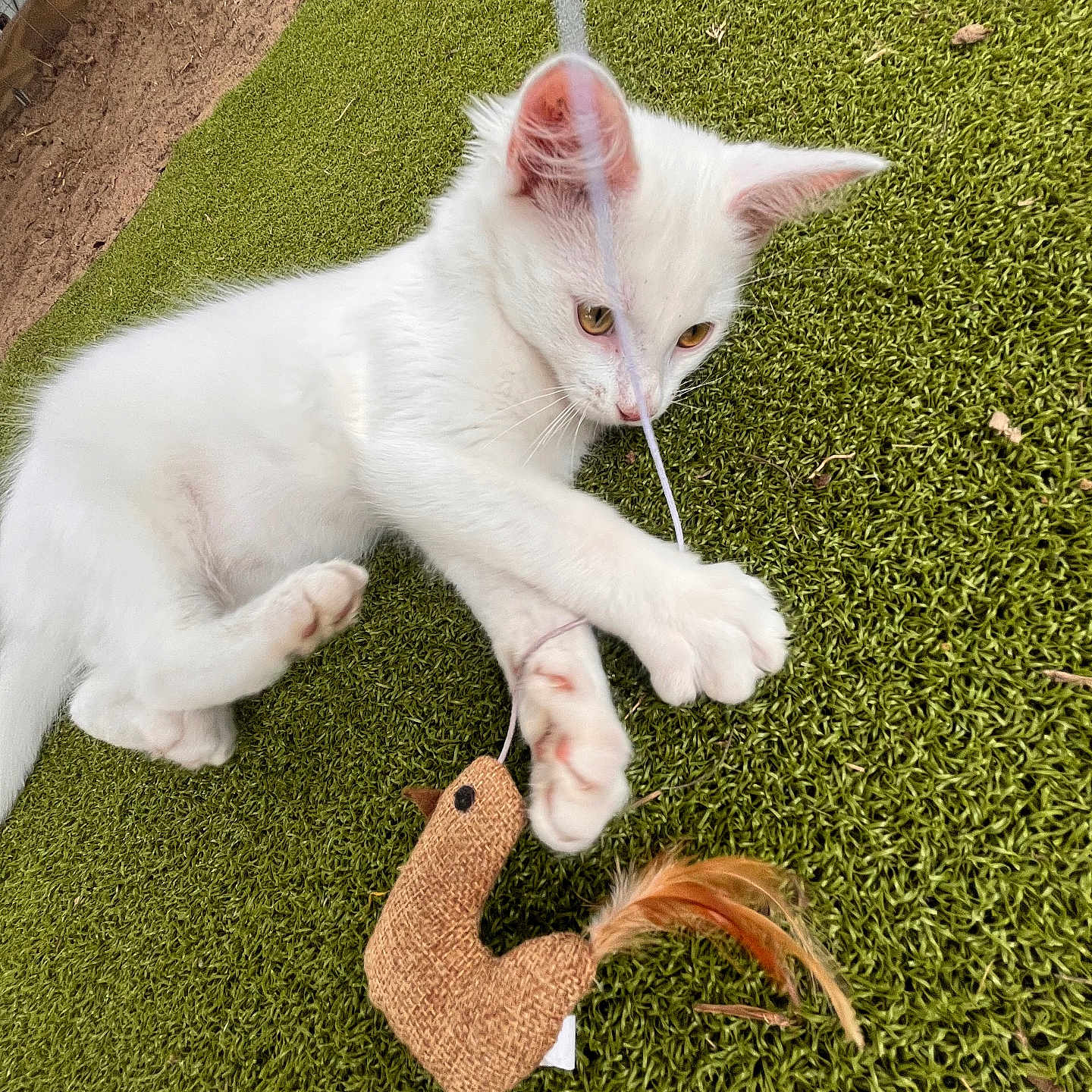 Snowball is registered to the contest to win money with this photo: white_kitten, cat, playful, toy, bird_toy, green_carpet, outdoor, pet, animal, feline, curious, young_cat, claws, ears, whiskers, paws, fur, play, close_up, nature