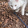 cat, white_cat, animal, pet, outdoor, forest_floor, leaves, leash, curious, close_up, yellow_eyes, nature, exploring, fur, wildlife, ground, walking, daylight, mammal, whiskers