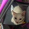 cat, kitten, white_cat, pet, animal, curious, indoor, mesh_bag, purple, black, close_up, cute, fur, eyes, young_animal, domestic_animal, resting, small_animal, looking, cozy