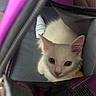 cat, kitten, white_cat, pet, animal, indoors, curious, looking_up, fur, ears, eyes, mesh_bag, purple, black, close_up, cute, small, resting, young, soft