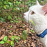 cat, white_cat, animal, pet, collar, whiskers, outdoor, nature, greenery, leaves, twig, forest_floor, curious, profile, close_up, feline, mammal, wildlife, exploration, flora