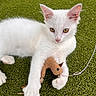 kitten, white_cat, toy_mouse, green_background, pet, animal, playful, cute, feline, young_cat, paw, fur, outdoor, grass_like_surface, string, close_up, domestic_cat, resting, curious, small_animal