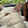 cat, white_cat, close_up, animal, pet, feline, fur, whiskers, ear, eye, outdoor, nature, greenery, person, shoulder, black_clothing, curious, domestic_animal, companion, relaxed