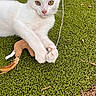 Snowball joined the competition — help win amazing prizes! white_cat, kitten, toy, feather, grass, artificial_grass, pet, animal, cute, feline, outdoor, playful, closeup, young_cat, paw, fur, whiskers, pink_nose, ears, nature