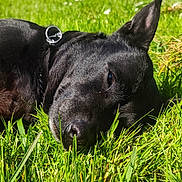 Eden a rejoint le concours — aidez-le/la à gagner de superbes lots ! dog, black_dog, grass, outdoor, pet, canine, animal, sunlight, nature, relaxing, close_up, lying_down, ear, collar, greenery, summer, peaceful, snout, fur, daylight