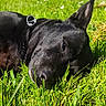 dog, black_dog, grass, outdoor, pet, canine, animal, sunlight, nature, relaxing, close_up, lying_down, ear, collar, greenery, summer, peaceful, snout, fur, daylight