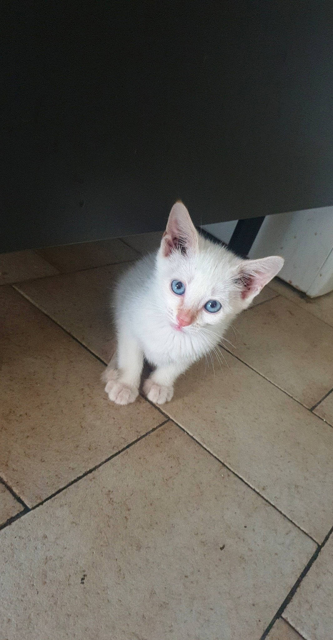 Boule De Neige a rejoint le concours — aidez-le/la à gagner de superbes lots ! aegean_cat, carnivore, cat, domestic_long_haired_cat, domestic_short_haired_cat, eye, felidae, iris, khao_manee, kitten, mammal, nose, ojos_azules, persian, ragdoll, small_to_medium_sized_cats, turkish_angora, turkish_van, vertebrate, whiskers