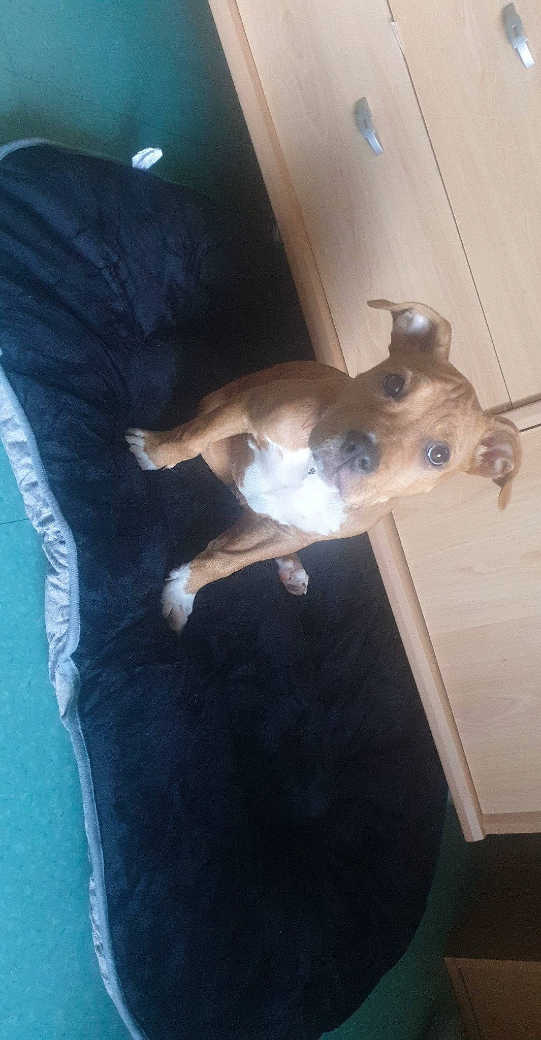 Chanel participe au concours pour gagner de l'argent avec cette photo : canidae, carnivore, chihuahua, dog, dog_breed, fawn, feist, italian_greyhound, lurcher, tail, toy_dog, whippet