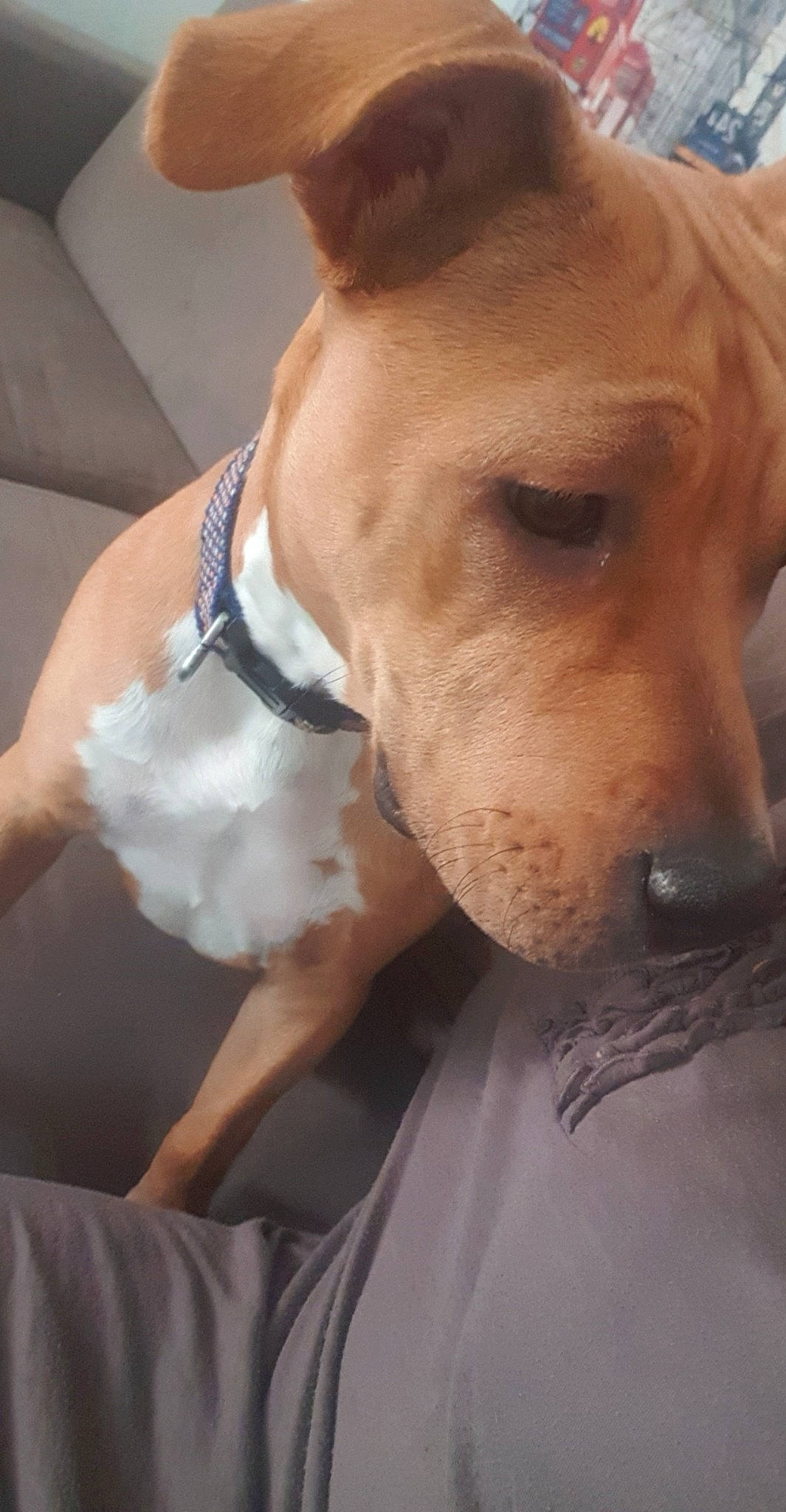 Chanel participe au concours pour gagner de l'argent avec cette photo : american_pit_bull_terrier, american_staffordshire_terrier, canidae, carnivore, companion_dog, dog, dog_breed, ear, fawn, mammal, non_sporting_group, nose, pit_bull, puppy_love, snout, vertebrate, whiskers