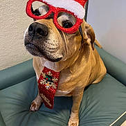 Boxer is registered to the contest to win money with this photo: dog, pet, brown_dog, christmas_glasses, santa_hat, festive_tie, holiday_costume, dog_bed, indoor, portrait, close_up, paws, nose, muzzle, fur, whiskers, looking_up, textured_wall, sitting, cute