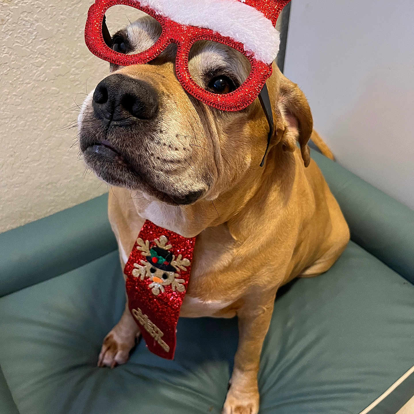 Boxer is registered to the contest to win money with this photo: brown_dog, christmas_glasses, close_up, cute, dog, dog_bed, festive_tie, fur, holiday_costume, indoor, looking_up, muzzle, nose, paws, pet, portrait, santa_hat, sitting, textured_wall, whiskers