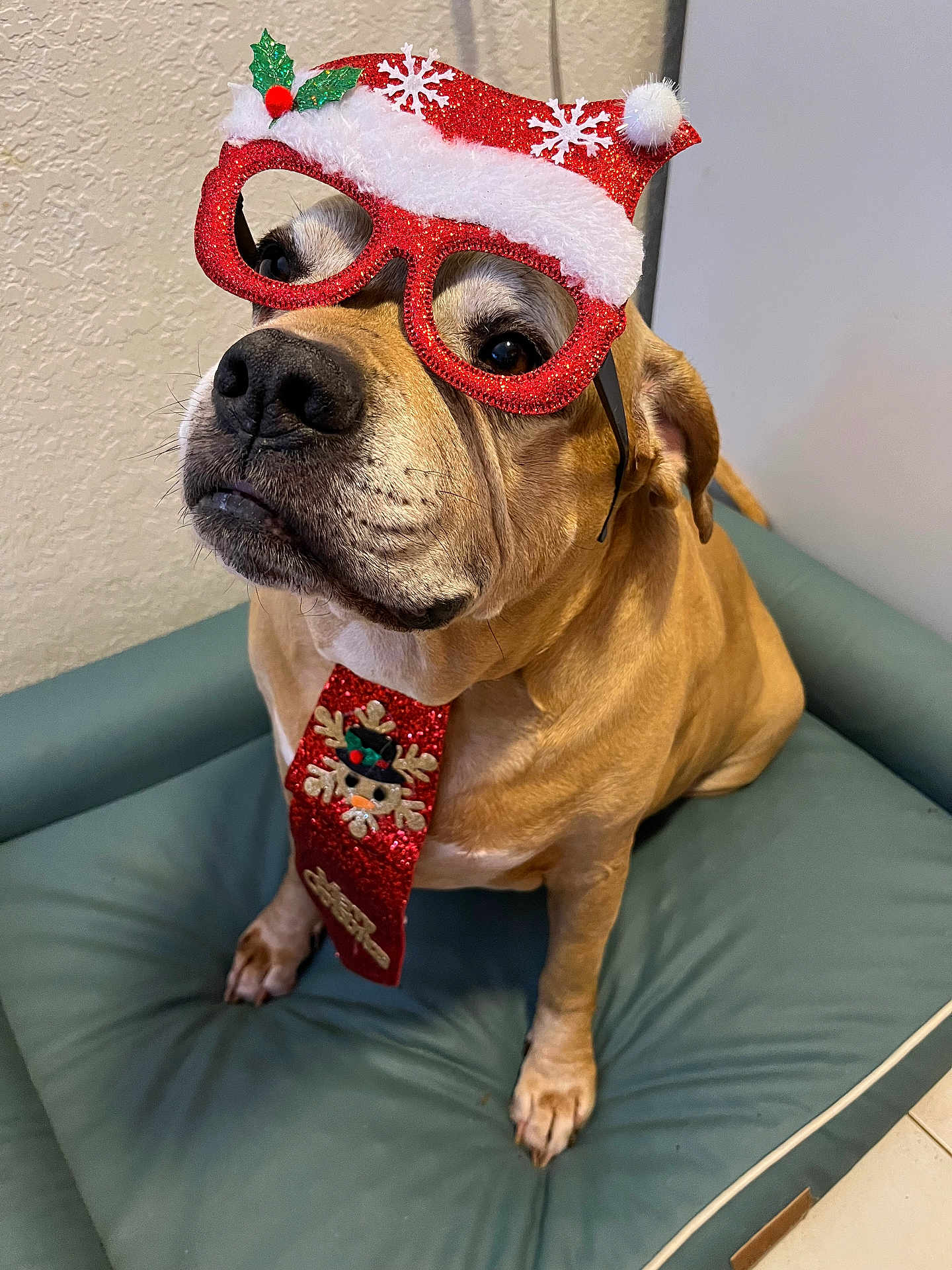 Boxer is registered to the contest to win money with this photo: dog, pet, brown_dog, christmas_glasses, santa_hat, festive_tie, holiday_costume, dog_bed, indoor, portrait, close_up, paws, nose, muzzle, fur, whiskers, looking_up, textured_wall, sitting, cute