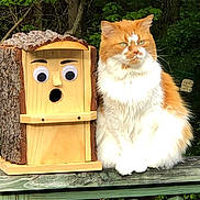 Maisey is registered to the contest to win money with this photo: cat, orange_cat, white_cat, fluffy_cat, wooden_birdhouse, googly_eyes, wood, tree_bark, green_leaves, forest, outdoor, railing, animal, pet, nature, wooden_surface, cute, funny, expression, sitting