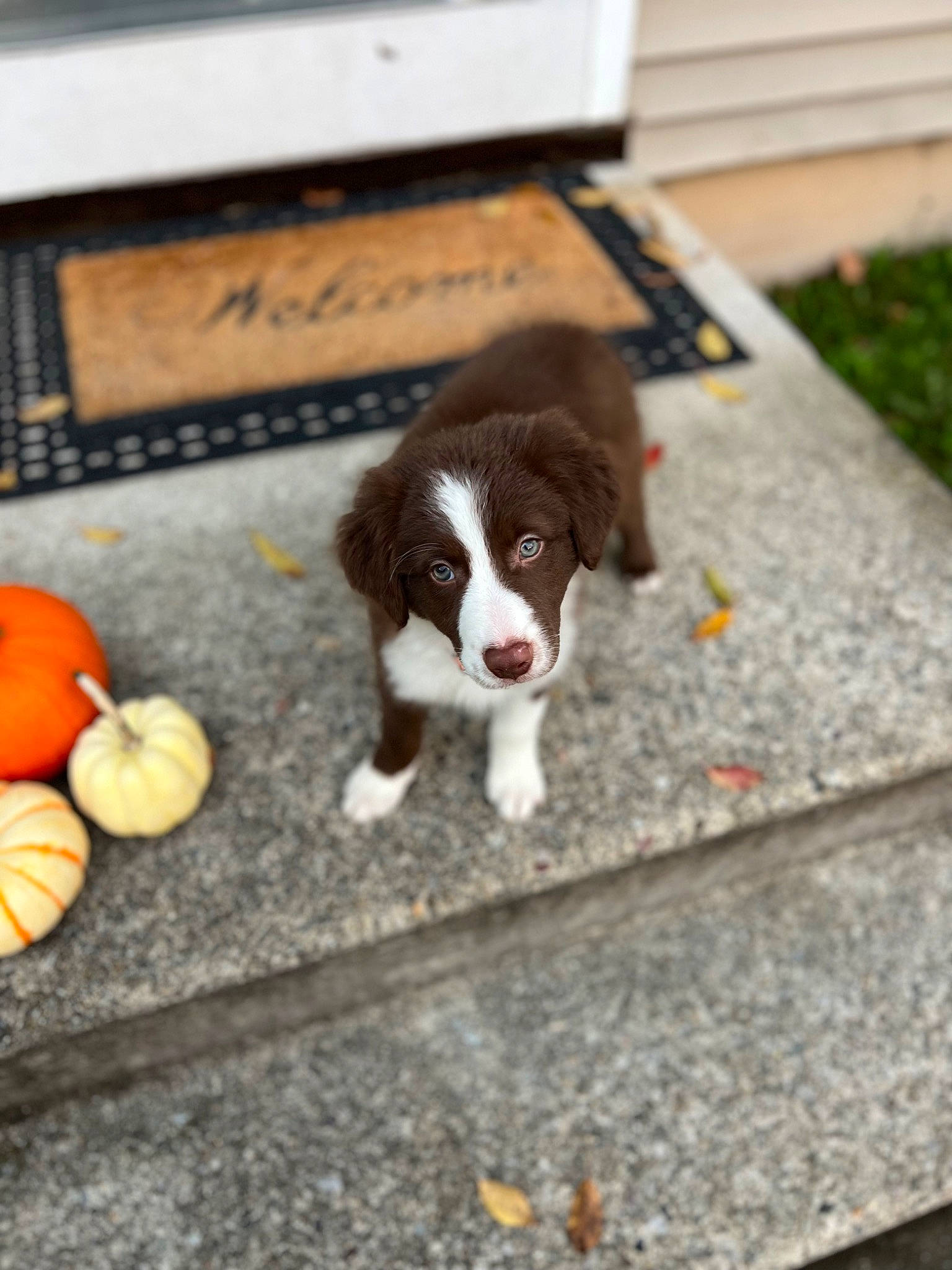 Willow is registered to the contest to win money with this photo: calabaza, carnivore, companion_dog, cucurbita, dog, dog_breed, flooring, fur, gourd, grass, liver, natural_foods, plant, pumpkin, snout, spaniel, tail, vegetable, winter_squash, wood