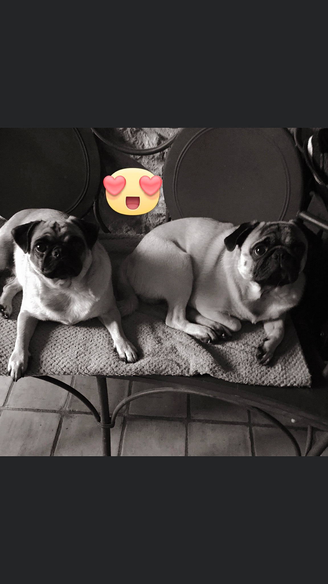 Jul a rejoint le concours — aidez-le/la à gagner de superbes lots ! carnivore, comfort, companion_dog, darkness, eyewear, fawn, felidae, fictional_character, flash_photography, grey, human_body, human_leg, sitting, small_to_medium_sized_cats, snout, stuffed_toy, sunglasses, tail, toy, whiskers