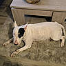 animal, black_patch, canine, carpet, coffee_table, dog, domestic_animal, ear, flooring, furniture, home_interior, indoor, living_room, lying_down, pet, relaxed, resting, rug, white_dog, wooden_floor