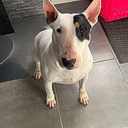 Phara participe au concours pour gagner de l'argent avec cette photo : alert, animal, black_patch, bull_terrier, canine, curtain, dog, domestic, door, ears_up, floor, home, indoor, laundry_basket, looking_at_camera, pet, red, standing, tile_floor, white_dog