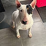 alert, animal, black_patch, bull_terrier, canine, curtain, dog, domestic, door, ears_up, floor, home, indoor, laundry_basket, looking_at_camera, pet, red, standing, tile_floor, white_dog