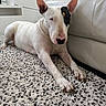 Phara participe au concours pour gagner de l'argent avec cette photo : animal, black_spot, bull_terrier, carpet, companion, dog, ears_up, floor, furniture, home_interior, houseplant, indoor, laying_down, paw, pet, plant, relaxed, snout, white_couch, white_dog