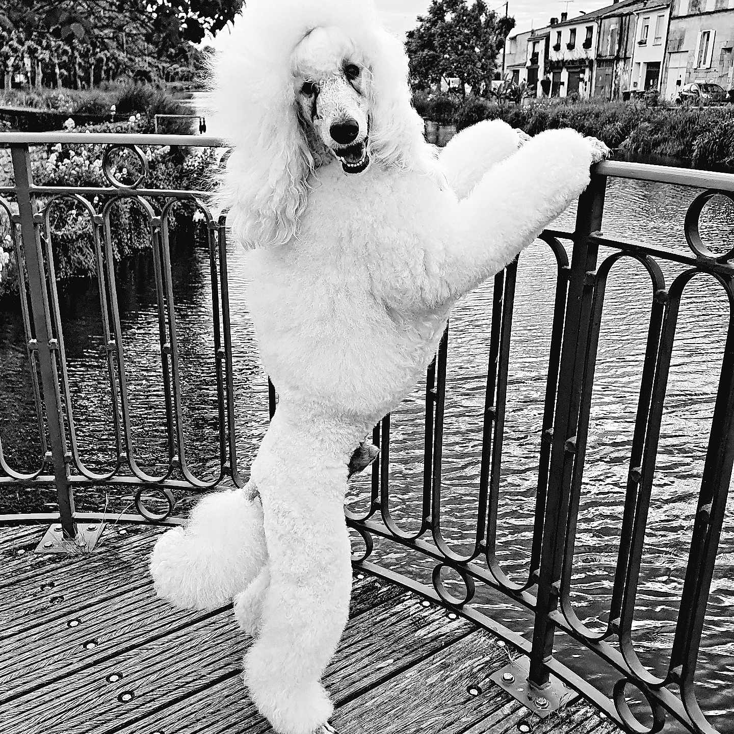 Valko White