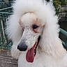 Valko White a rejoint le concours — aidez-le/la à gagner de superbes lots ! animal, canine, closeup, cute, dog, fluffy, fur, garden, happy, mammal, nature, outdoor, pet, poodle, portrait, railing, summer, tongue, white, wooden_deck
